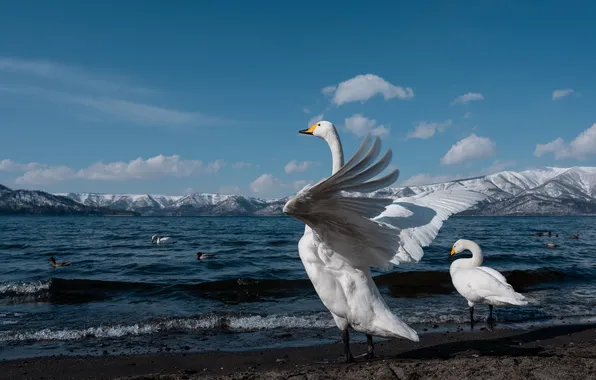 Вода, Птицы, Лебеди, Животные