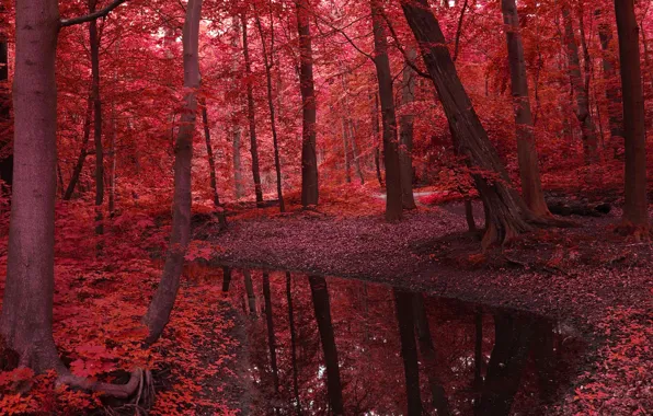 Осень, лес, листья, вода, деревья, пейзаж, природа, река