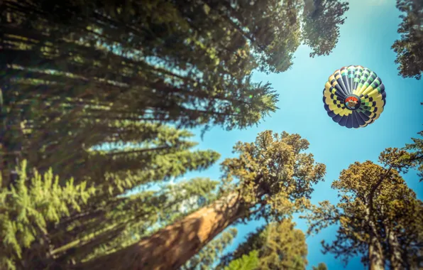 Картинка лес, деревья, вид, шар, воздушный, воздухоплавание, ракурс, photo