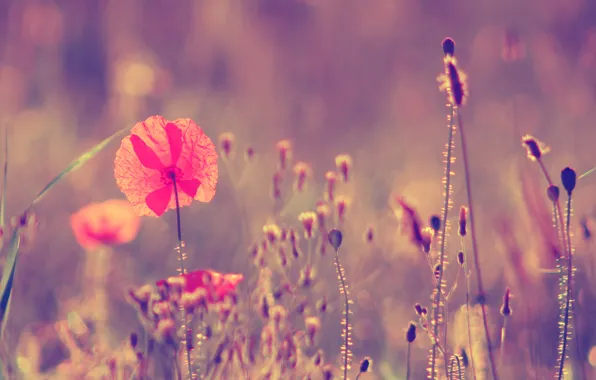 Field, poppy, blumming