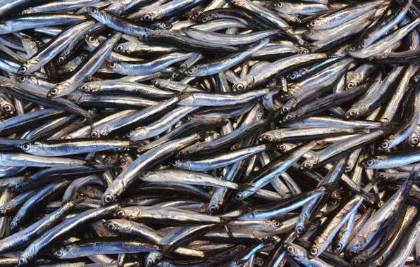 Food, fish, anchovy