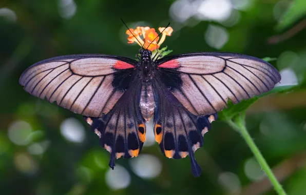 Картинка макро, фон, узор, бабочка, крылья, насекомое, боке