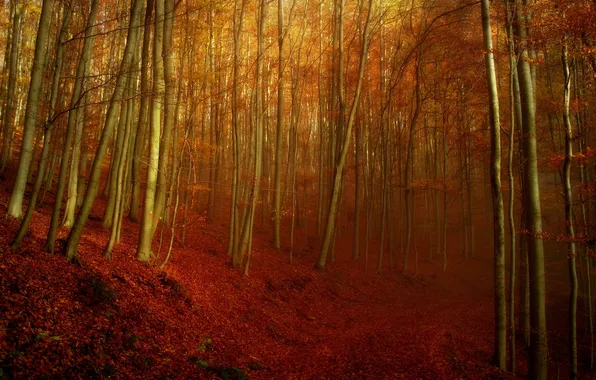 Картинка дорога, осень, лес, деревья, склон