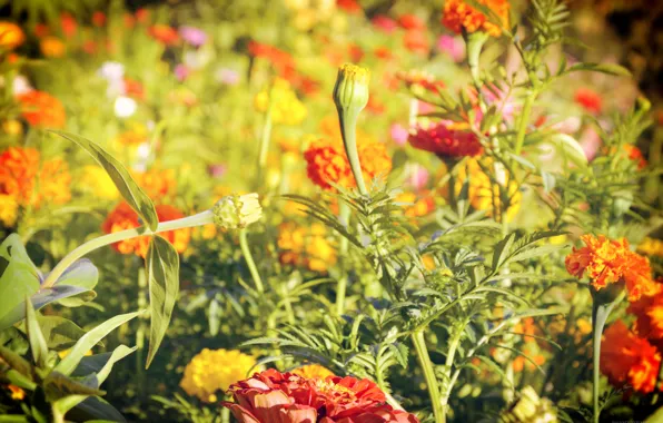 Зелень, лето, макро, цветы, summer, flowers, дача