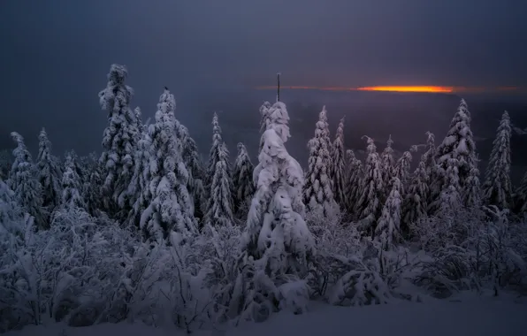 Картинка зима, лес, ночь