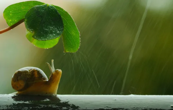 Umbrella, shell, snail, raining