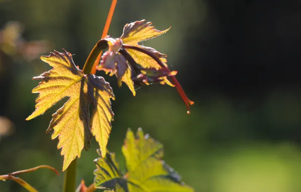 Leaf, plant, twig