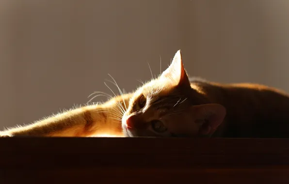 Картинка кошка, фон, Super model
