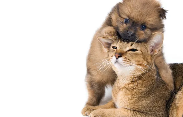 Кошка, маленький, щенок, puppy, Cat