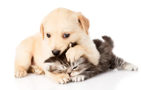 Котенок, пара, щенок, puppy, играют, kitten, couple