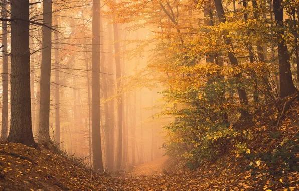 Осень, лес, фото, тропа, овраг