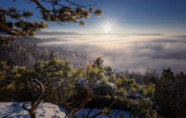 Картинка зима, солнце, холмы, сосна, Алтай, Павел Силиненко