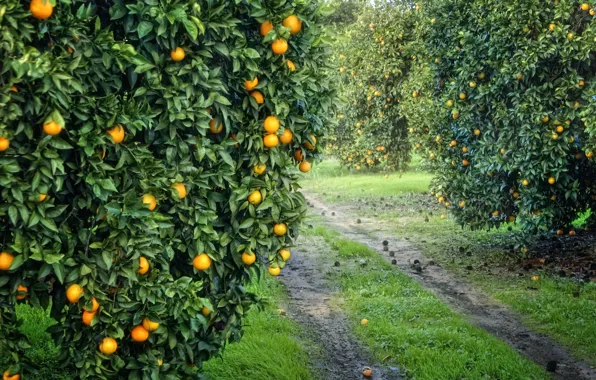 Сад, урожай, плоды, оранжевые, роща, апельсиновая