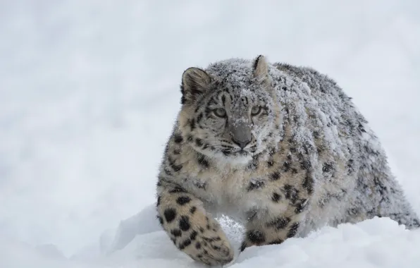 Картинка Snow Leopard, Winter, Snow, Forest, Cold