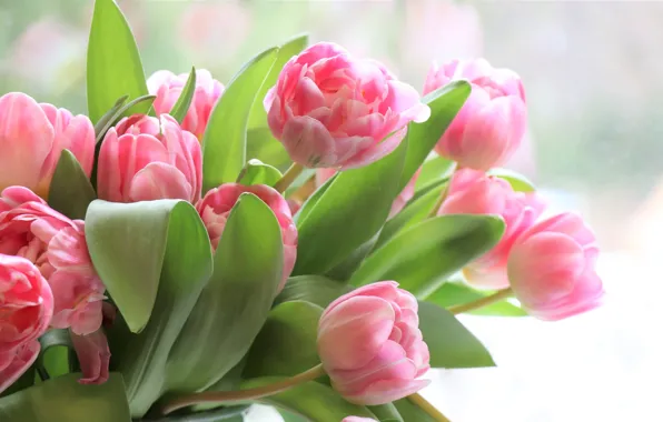 Розовый, букет, весна, тюльпаны