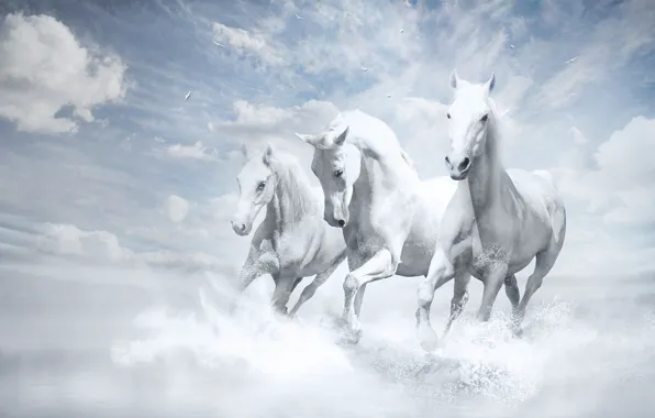Обои, Белые Лошади, White Horses