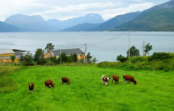 Картинка животные, горы, природа, фото, берег, дома, коровы, Норвегия