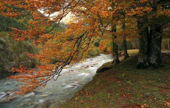 Картинка осень, лес, горы, река