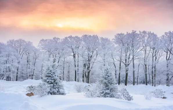 Картинка зима, снег, деревья, восход, рассвет, утро, ели, сугробы