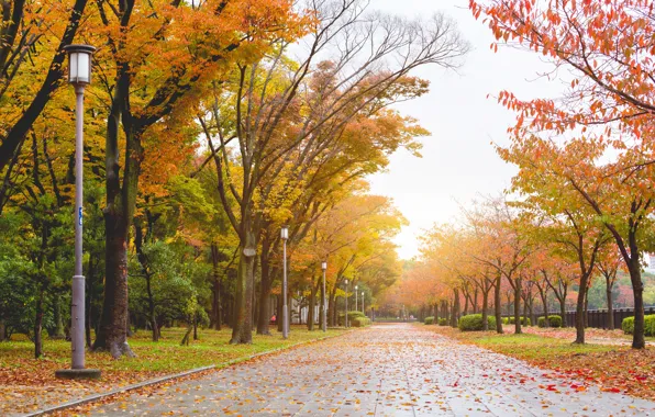 Осень, лес, листья, деревья, парк, colorful, forest, landscape