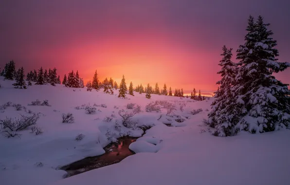 Картинка зима, снег, деревья, закат, природа, река, елки, вечер