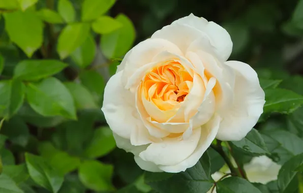 Rose, flower, blooming