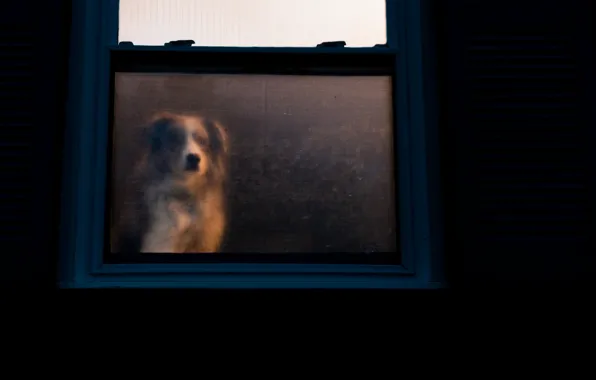 Картинка дом, преданность, собака, окно