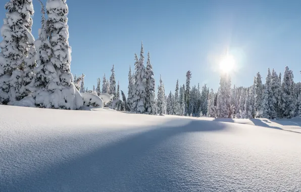 Зима, лес, снег, ели, Канада, сугробы, Canada, British Columbia