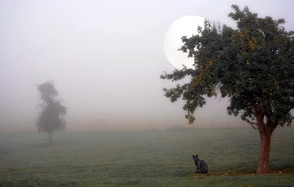 Картинка кошка, туман, дерево