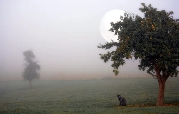 Кошка, туман, дерево