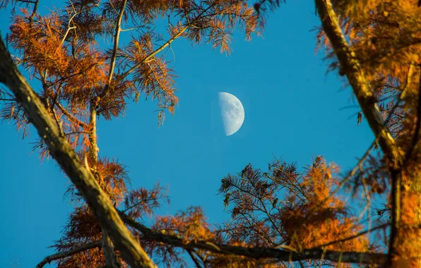 Картинка небо, ветки, дерево, Луна