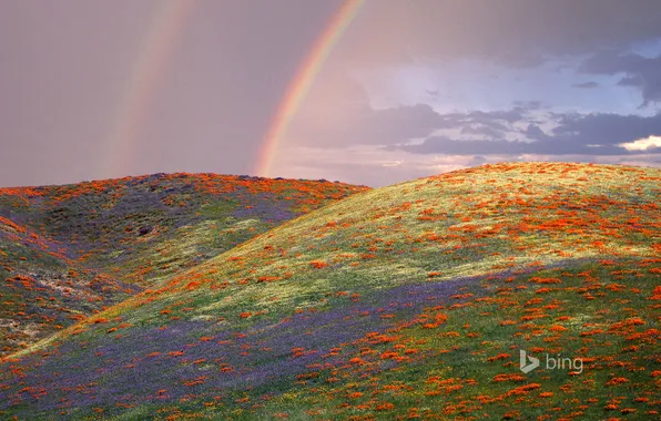 Картинка небо, цветы, холмы, маки, радуга, луг, Калифорния, США
