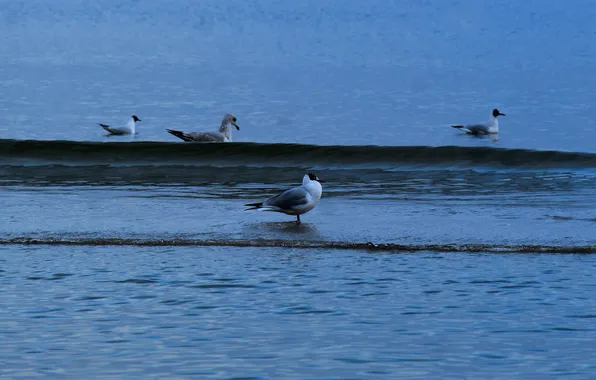 Ocean, bird, seagull