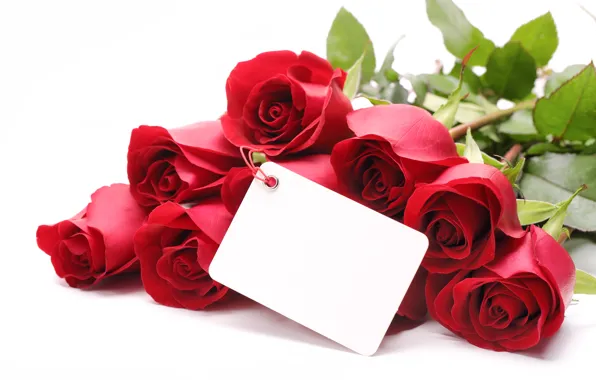 Цветы, розы, valentine's day, красные розы