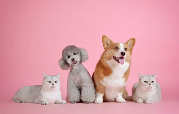 Язык, кошка, собаки, белый, кот, кошки, серый, две
