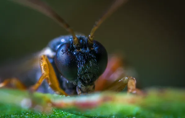 Макро, Глаза, Насекомое, Macro, Insect, Лапы, Close-Up, Egor Kamelev