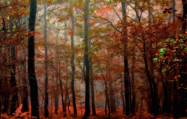 Картинка осень, лес, листья, деревья, природа