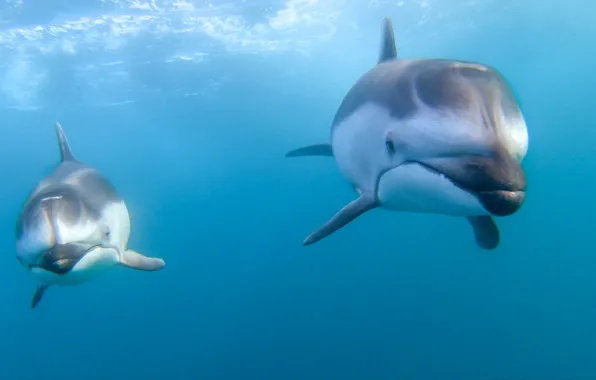 Картинка океан, дельфины, парочка