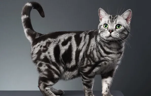 Кошка, кот, взгляд, поза, серый фон, мордашка, шотландская, табби