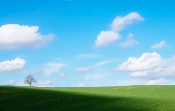 Картинка поле, небо, дерево