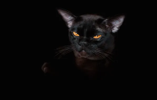 Кошка, взгляд, поза, котенок, мордашка, гремлин, ориентал, ориентальная кошка