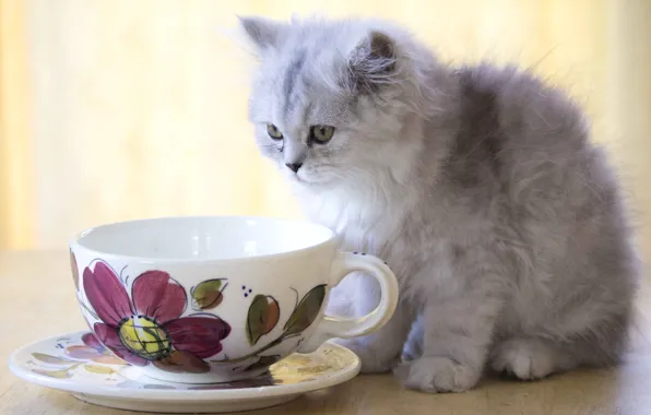 Картинка котенок, пушистый, чашка