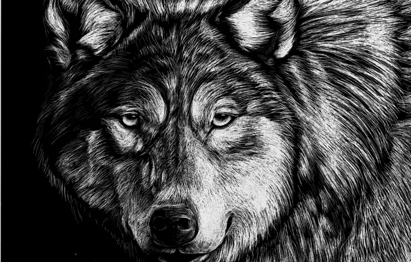 Рисунок, Взгляд, Волк, Морда, Животные