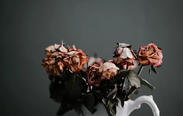 Life, flowers, death, dried