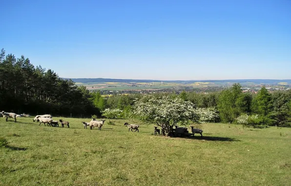 Hills, spring, sheeps