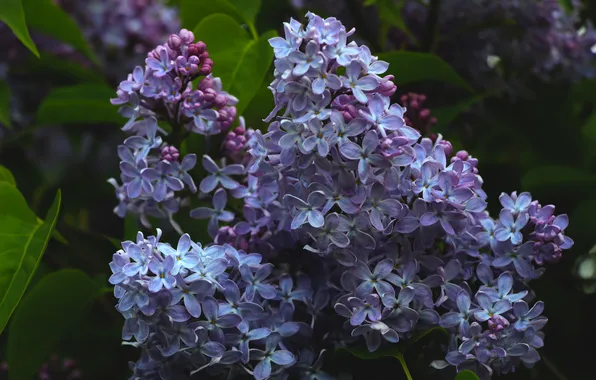Spring, lilac, blooming