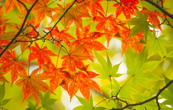 Картинка осень, листья, дерево, colorful, клен, autumn, leaves, maple