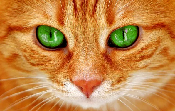Картинка кошка, взгляд, мордочка, зелёные глаза, рыжий кот