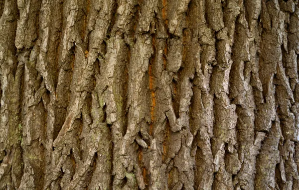 Dark, wood, tree, Brown, natural