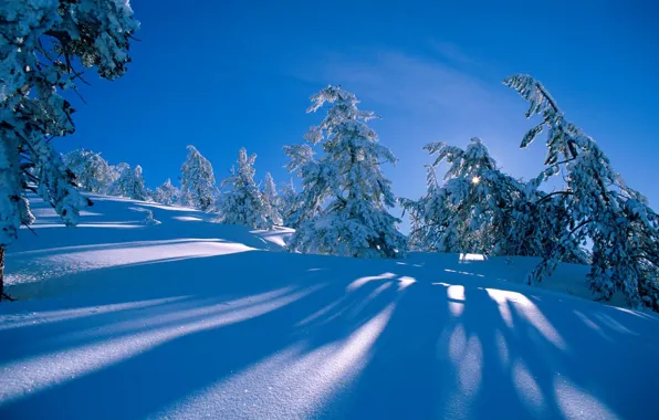 Картинка зима, лес, снег, ель, склон, холм, сугробы, тени
